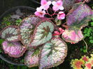 Begonia%20Rex