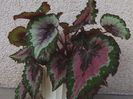 Begonia_rex_a1