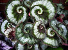 escargot_begonia