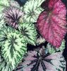 images begonia rex 15