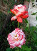 IMG_20140705_204018