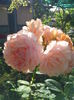 IMG_20140706_081837