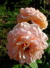 IMG_20140706_081852