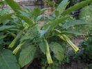 iulie  2014,brugmansia  alba