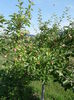 iulie 037