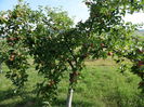 iulie 038