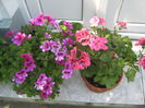 Picture My plants 301