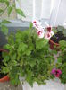 Picture My plants 302