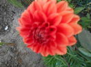 iulie  2014 048