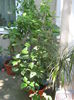 Picture My plants 313