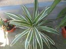 Dracena