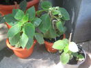 Picture My plants 359