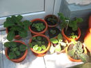 Picture My plants 360