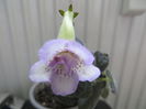 HCY s Aquarius