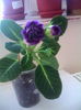 IMG_20140707_163659