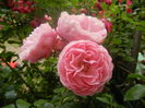 Rose Louise Odier (2014, June 14)