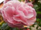 Rose Louise Odier (2014, June 14)