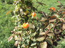 DSC04791