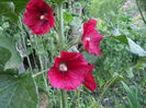 DSCF6870
