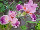 DSCN0248
