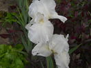 DSCN0252
