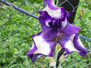 DSCN0262