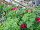 DSCN0287