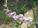 DSCN0367