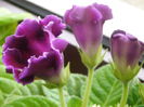 P7030041