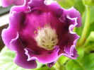 P7030042