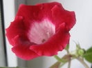 P7030017