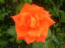 Rose Monica (2014, June 14)
