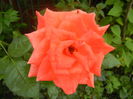 Rose Monica (2014, June 14)