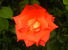 Rose Monica (2014, June 15)