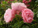 Rose Louise Odier (2014, June 15)