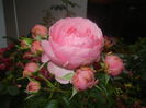 Rose Louise Odier (2014, June 15)