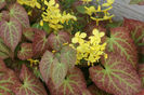 Epimedium × perralchicum