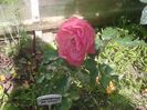 multumesc, Flora !