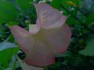 brugmansia roz