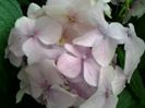 hortensia