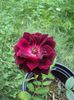 DSC09820