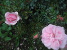 home and garden