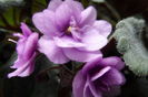 SAM_2685