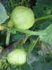 pictures 234