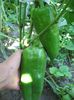pictures 216
