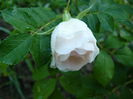 Rosa rugosa Ritausma