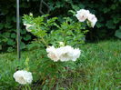 Rosa rugosa Ritausma