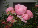 Rose Louise Odier (2014, June 18)