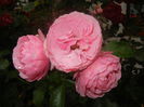 Rose Louise Odier (2014, June 18)