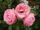 Rose Louise Odier (2014, June 20)
